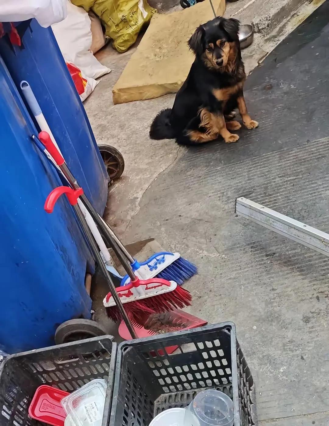 路边拾破烂的老头收养的流浪狗，老头因病去世，葬礼结束后，所有人都走了，狗狗被孤零