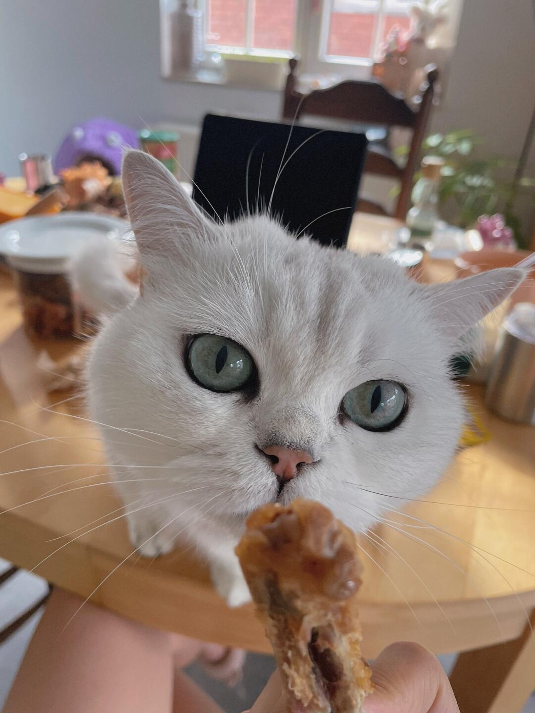 这只猫也太想吃了吧！！！