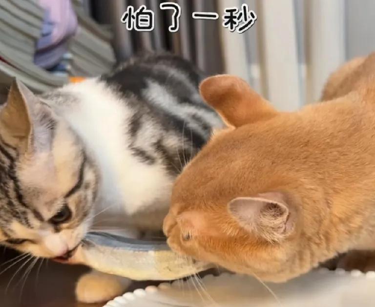 两只小猫吃鱼，众多网友受教！近日，一位网友发布了自家两只小猫吃鱼的视频，引起了网