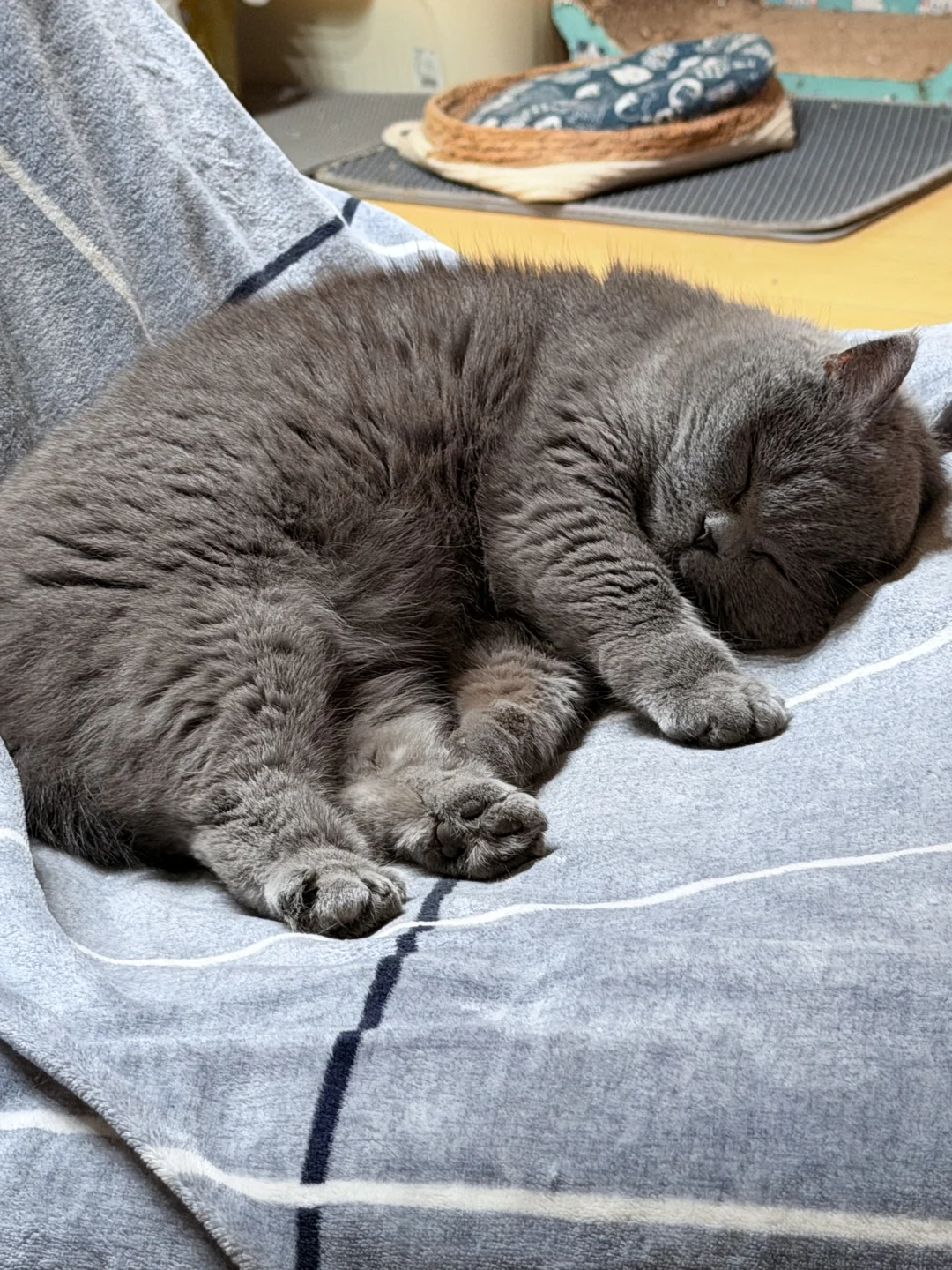 这不是小宝宝是什么🥺