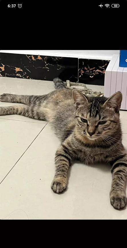 同事家的猫，他说他媳妇在家的时候，猫咪乖巧温顺，甚至柔弱，他媳妇不在家，但他在家