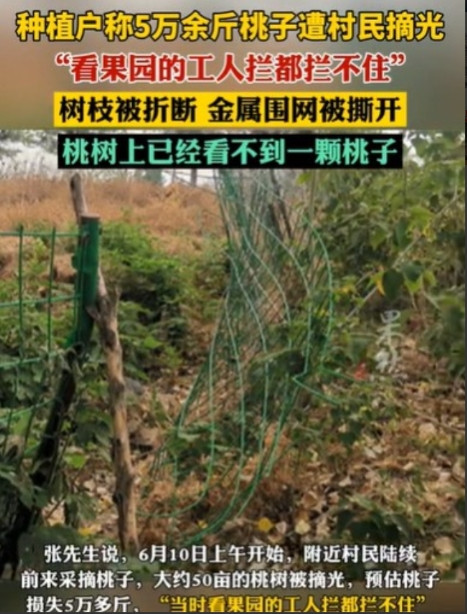 “就该严惩！”江苏，一男子租下1800多亩山地，发展成一个生态果园，种上了桃树、