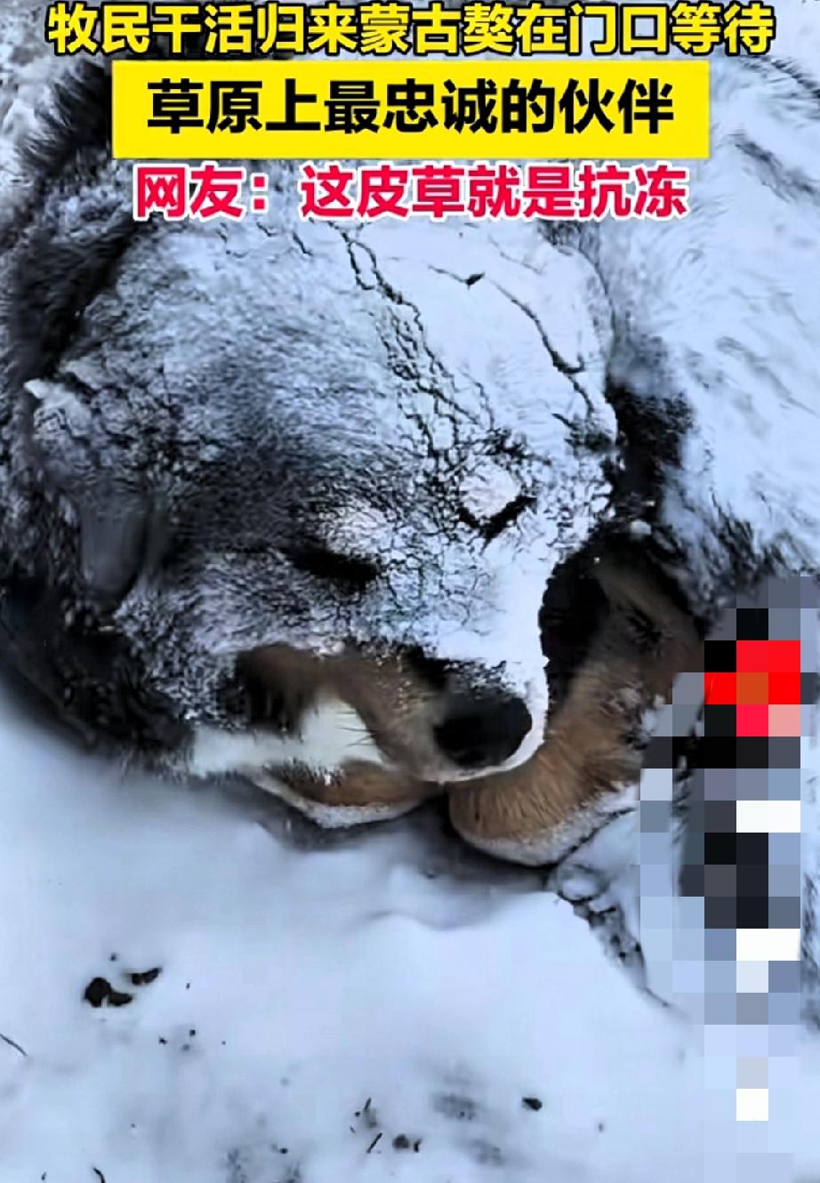 内蒙古有个大姐干完农活往家走。没瞅见往常一准儿摇着尾巴扑上来的蒙古獒。凑近一瞧，