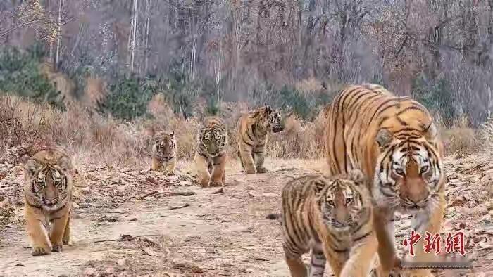 虎虎虎虎虎虎，六虎同框，中国首次！世界罕见！这可不是特效合成，是东北虎豹国家