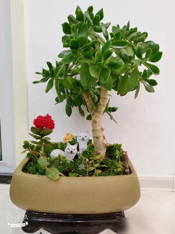 谁懂啊！养了三年的发财树突然冒出毛茸茸的小花球，我妈举着手机拍了十分钟，说“老辈