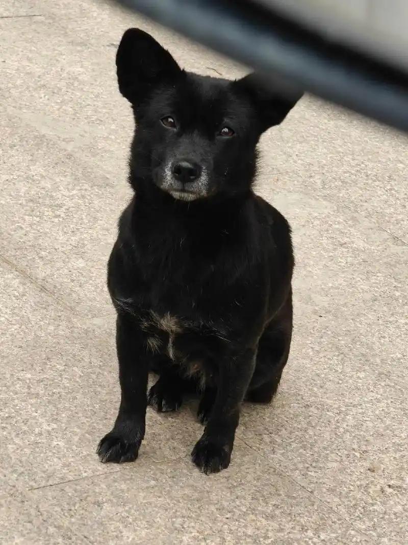 邻居勇叔家的小黑是一只标准的中华田园犬，就是我们俗称的“土狗”。小黑如果能变成人