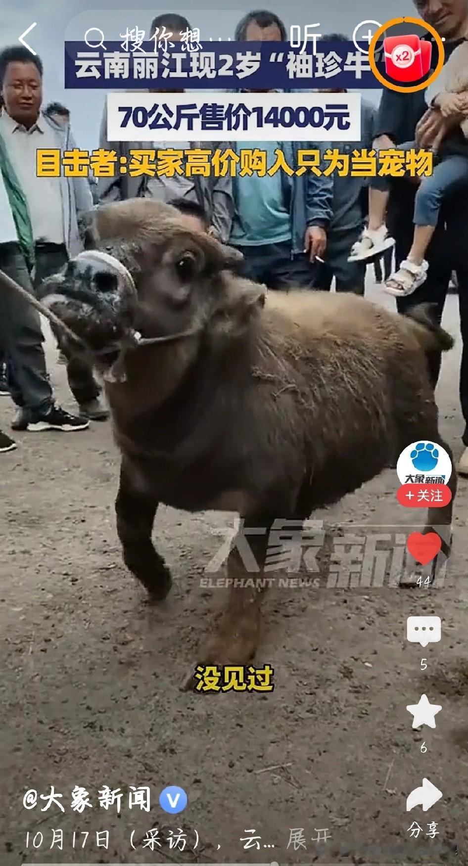 云南丽江惊现“迷你牛”，2岁大了才70公斤，比普通牛轻了好几倍，跟半大的羊差不多