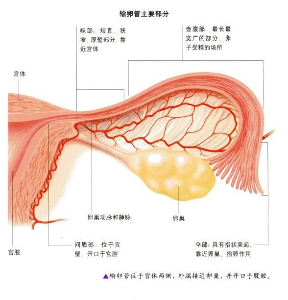 检查输卵管哪种办法好?
