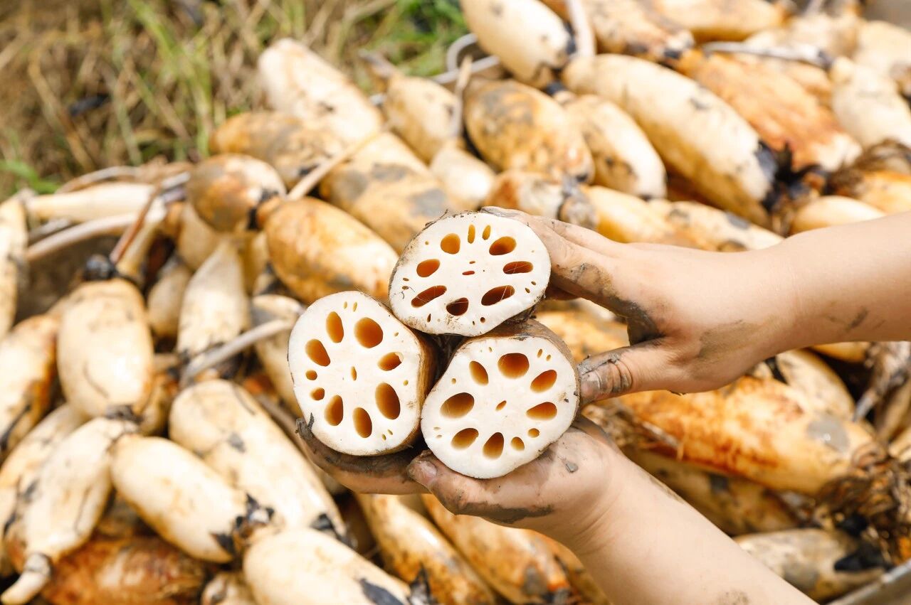 ‍‍入秋后, 建议常吃这四种“根”!