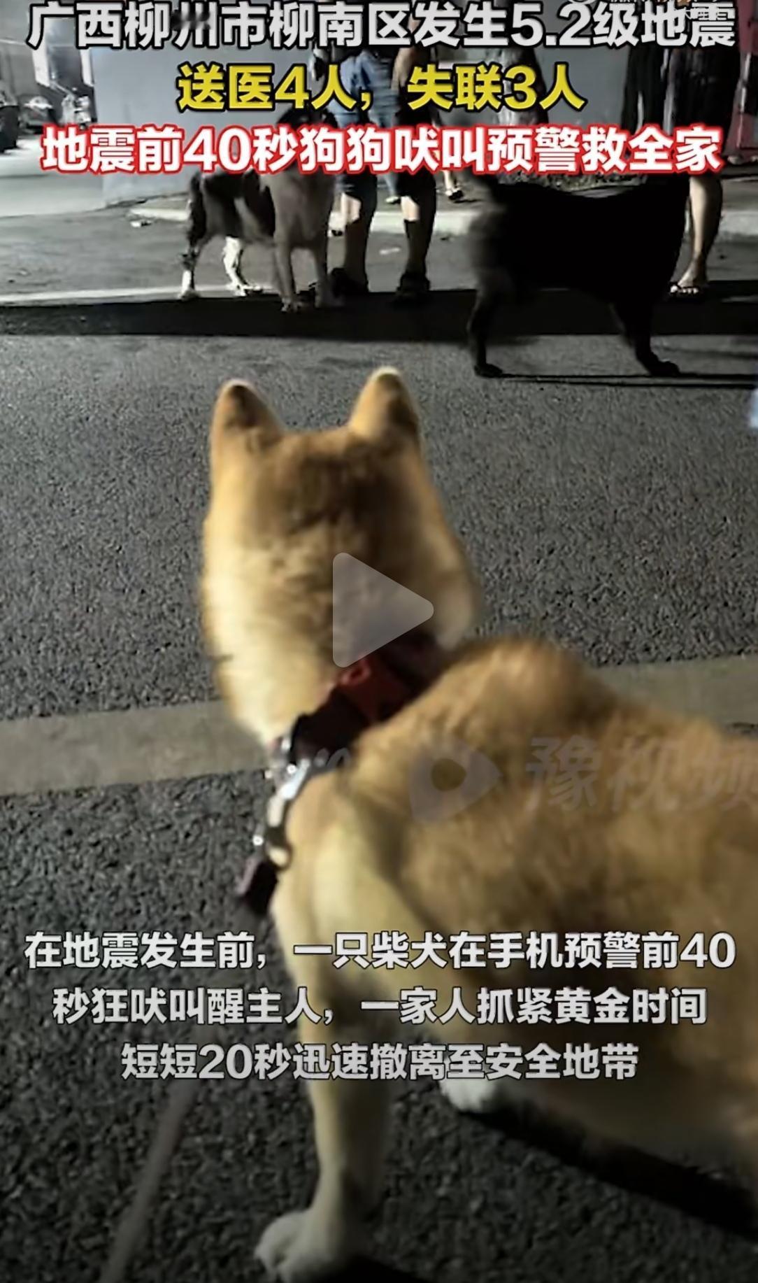 5月18日凌晨，广西柳州地震前40秒，一只柴犬突然狂吠不止，硬生生把主人从梦中叫