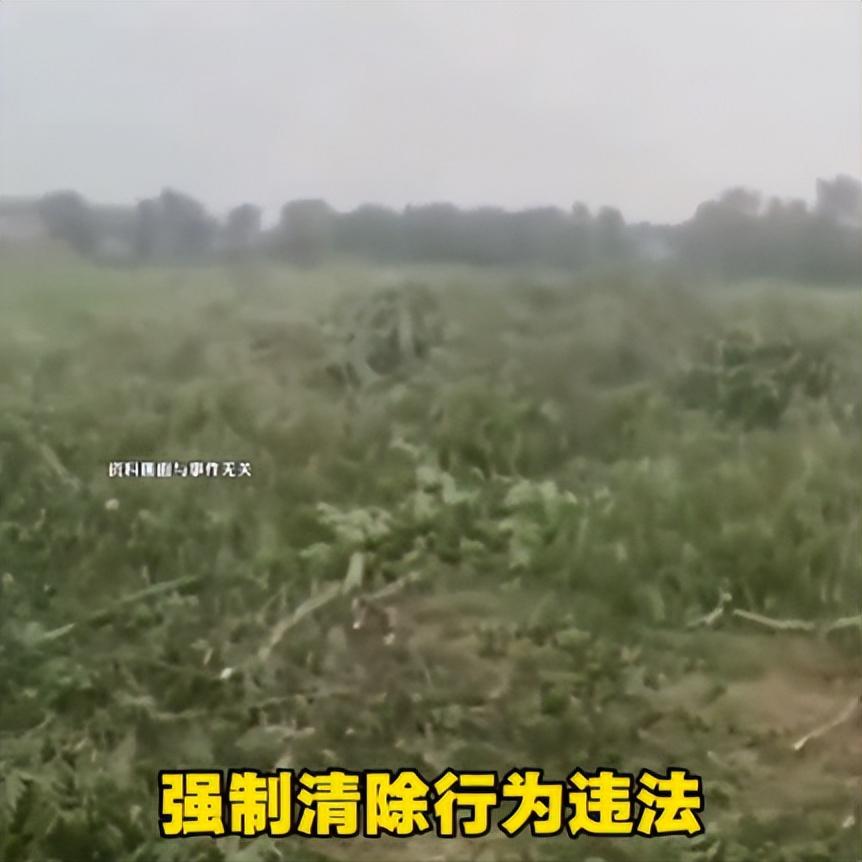 “有权就任性？！”江苏常州，一位农户多年苦心栽种的上千株苗木，被综合执法部门的
