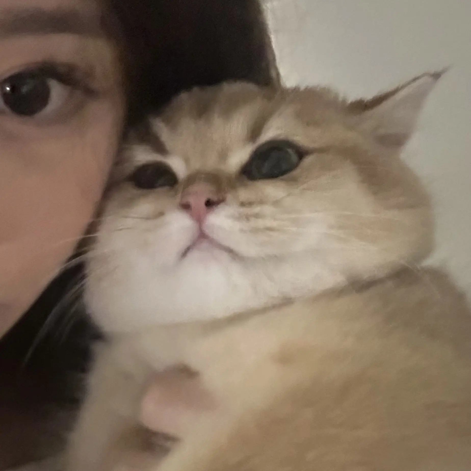 肥猫肥肥猫 你被逮捕了