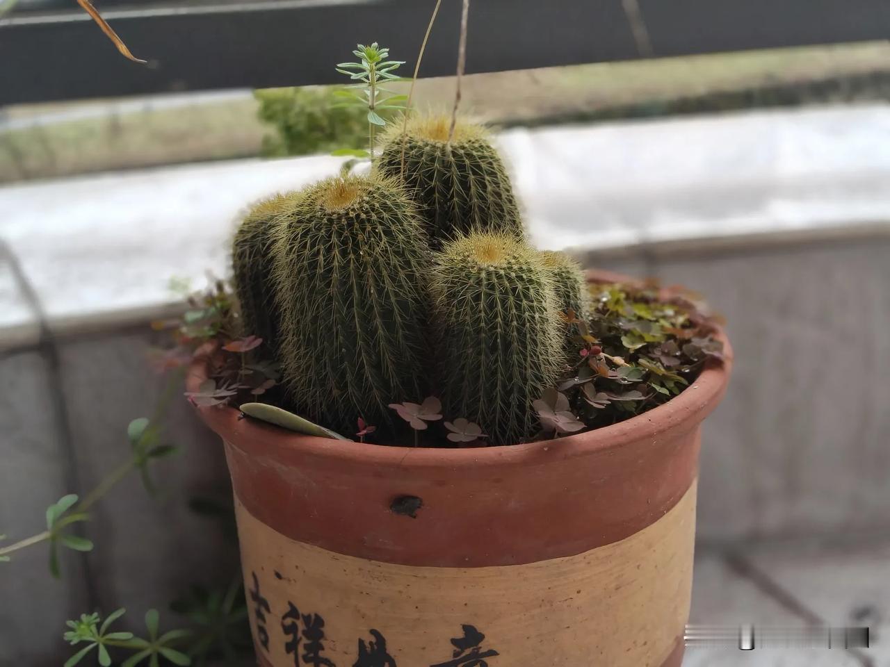 天啦，现在的年轻媳妇的思维真是太可怕了事情的起因村里一户人家婆婆岀门去镇上看病