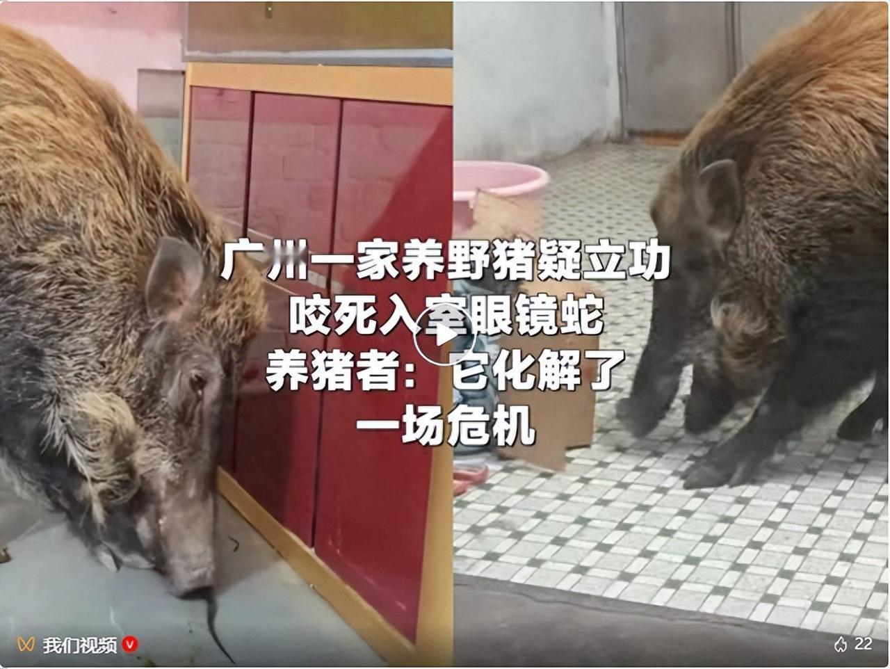 “太有灵性了！”广东广州，男子起床后看到家养的野猪在一旁吃东西，开始还纳闷屋里哪