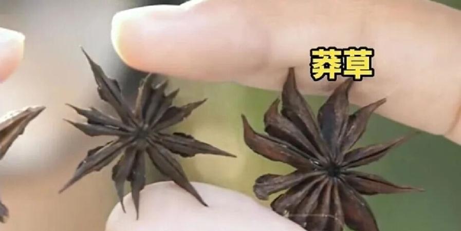 炒个肉放两颗八角，差点吃出大事。这事就发生在我们浙江舟山。一女子在家炖红烧牛