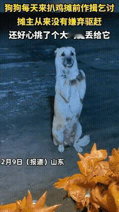 太感动了！山东一狗狗每天来扒鸡摊前乞讨，摊主从未嫌弃驱赶，还毫无犹豫挑了一个大鸡