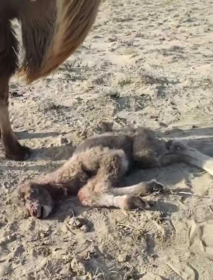 内蒙古自治区包头市达茂联合旗查干哈达苏木牧民石女士家庭，自2023年以来持续遭遇