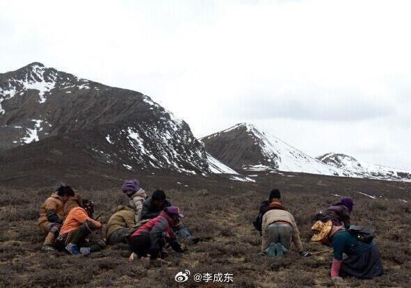 在青藏高原，每挖一根虫草需挖约8-12厘米深坑，破坏30平方厘米草皮，草场退化、