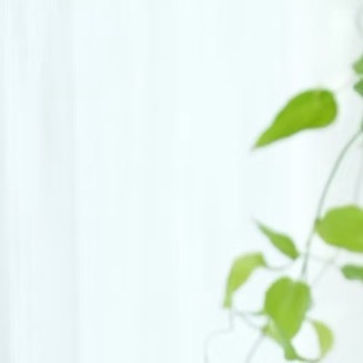 0000兔丝藤种植一、选地整地：选择土层深厚、排水通畅的地块，土壤以疏松肥沃的沙