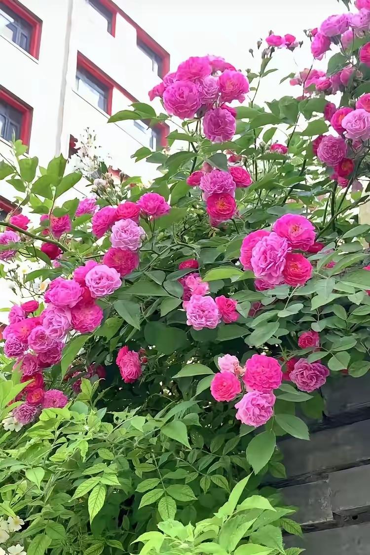 8年青春+1次流产，她转身嫁给别人，婆婆摔碎杯子悔断肠！闺蜜的儿子失恋了，