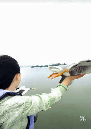 大雁知道，人类是它的好朋友，信任人类！但鸟类飞的时候也会排便的，你是一点儿不担心