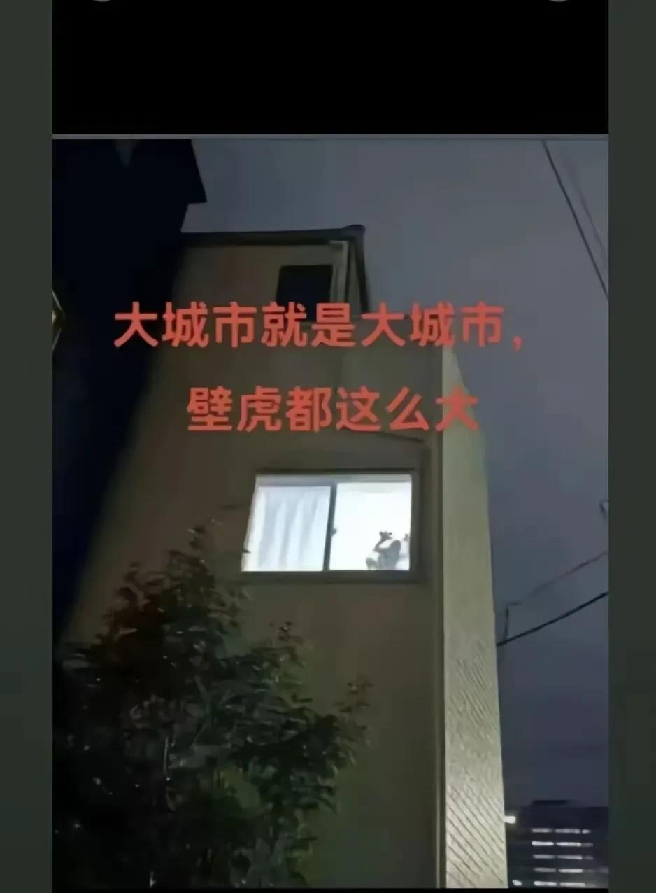 我近视，这壁虎真的这么大吗