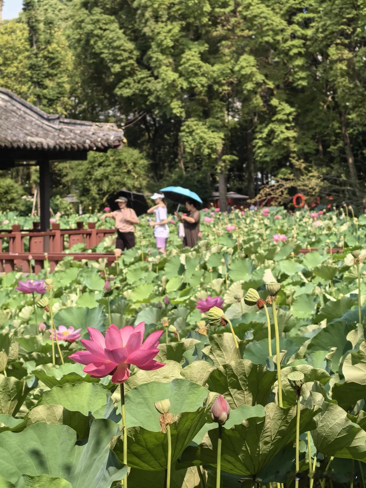 到成都逛了一下免费的望丛祠。这是外地游客少到的一个景点。主要是我们居住的酒店旁