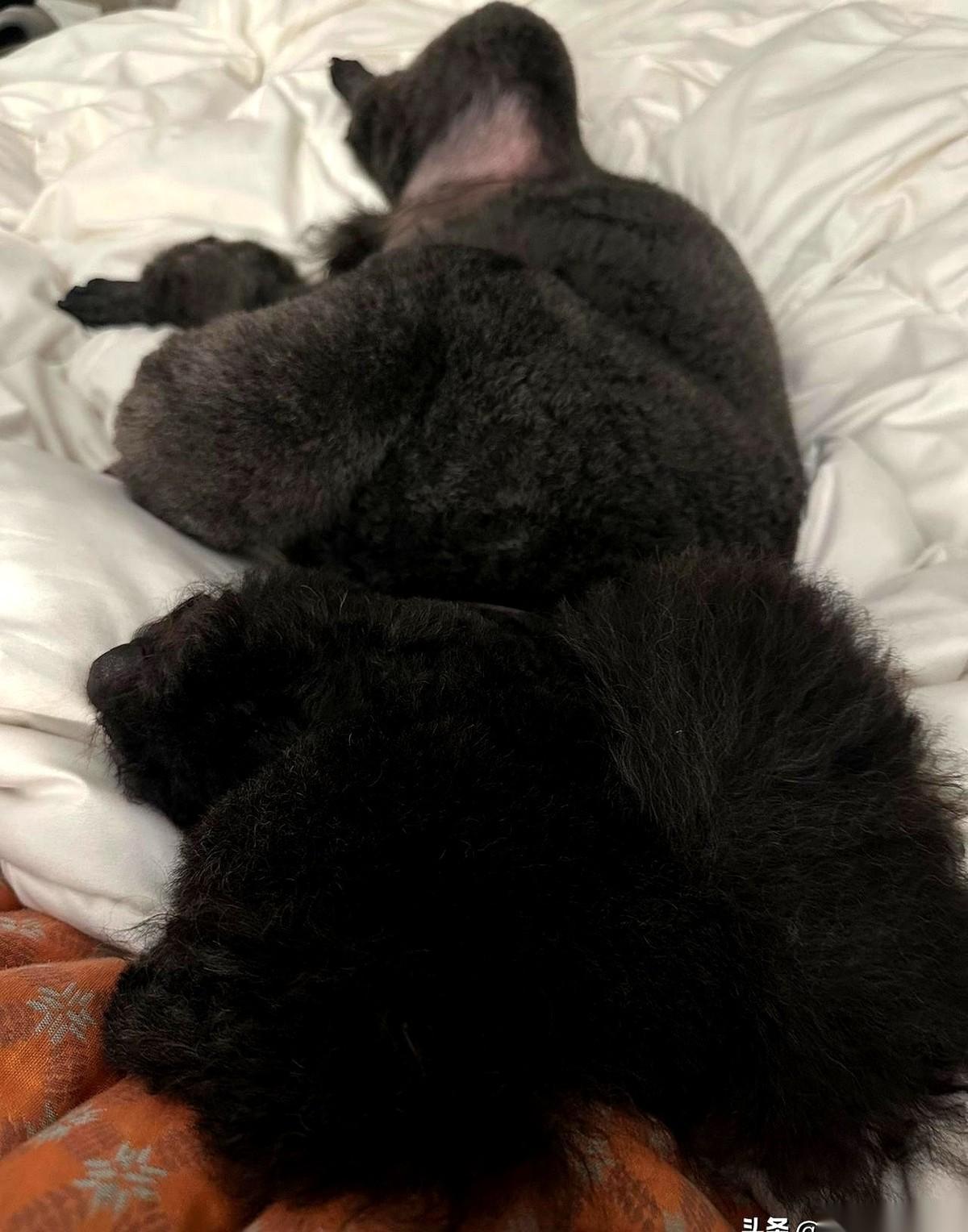 表妹要把我养了三年的狗百万拿走，打算拴在猪圈旁边看着小猪防偷。这只按时做美容的