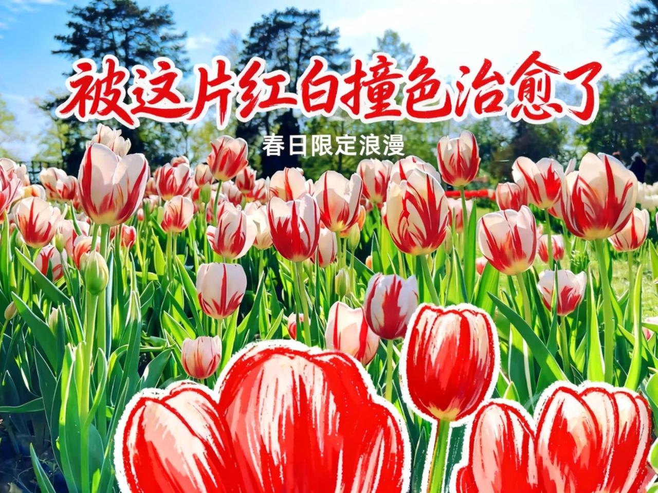 治愈花，治愈人，治愈就好。花春日风景上热门话题🔥🔥🔥