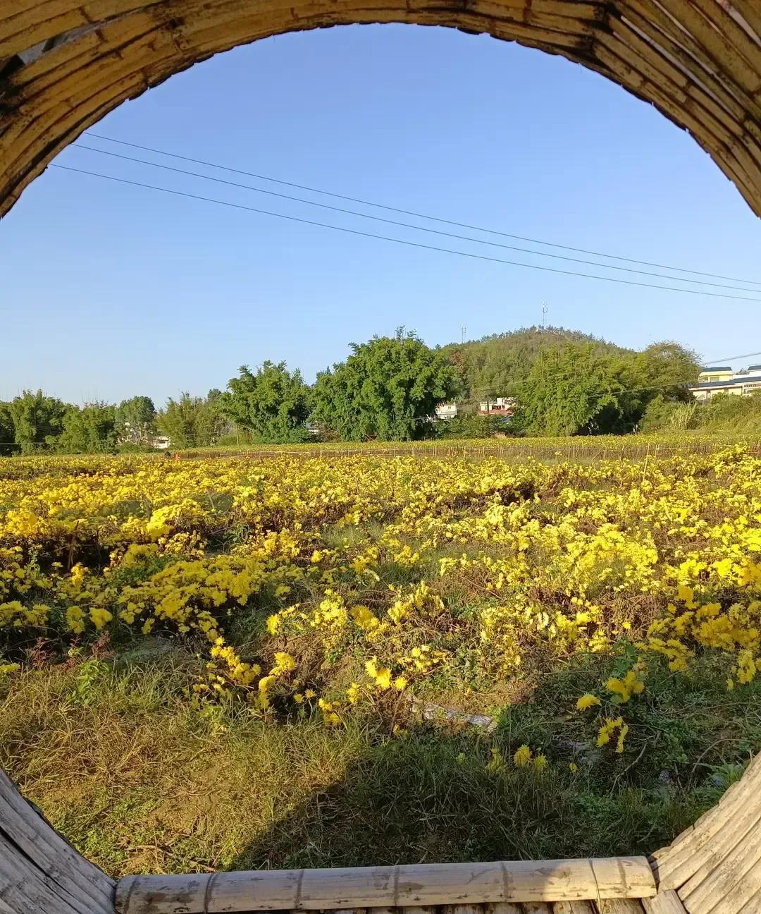 刷到一段孙女问奶奶“以前穷得叮当响，咋还一个接一个生”的对话，奶奶一句“压根没人