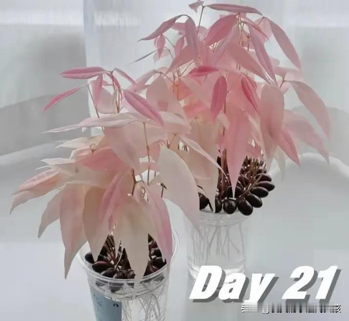 这也太好看了真不敢相信这是用荔枝核养成的粉色小盆栽太漂亮了看到网友分享的