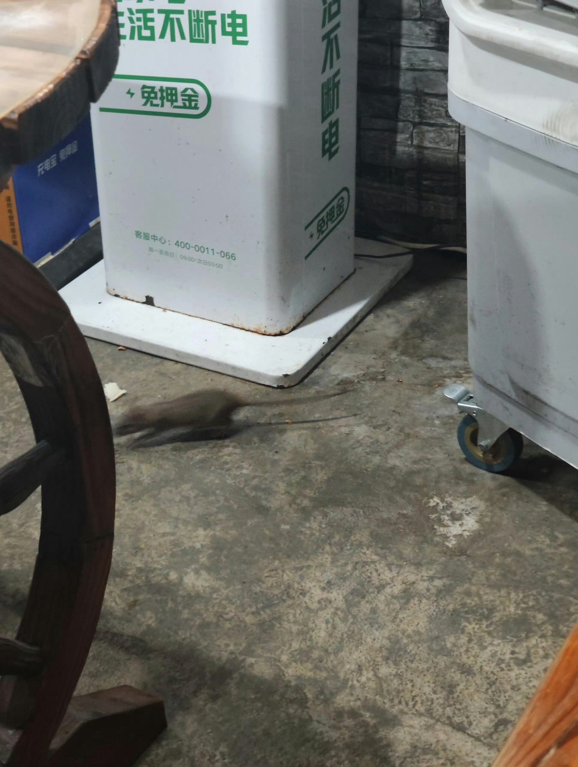 网友说王鹤棣家炸串店卫生差看到网友说王鹤棣家炸串店卫生差而且还发出了有🐭的照片
