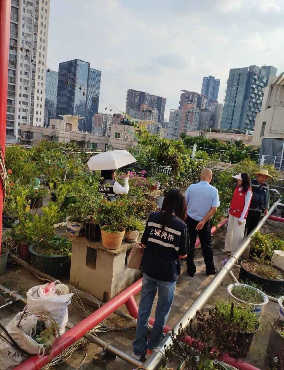 养花的老人要哭了，灭蚊子把花给灭了看着满头白发的养花爷爷站在他的“空中花园