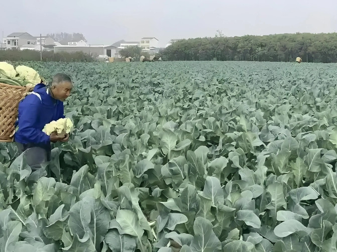 大家有没有发现年底的菜价特别低。今年的菜价真的是太反常了。都快过年了，无论是青菜