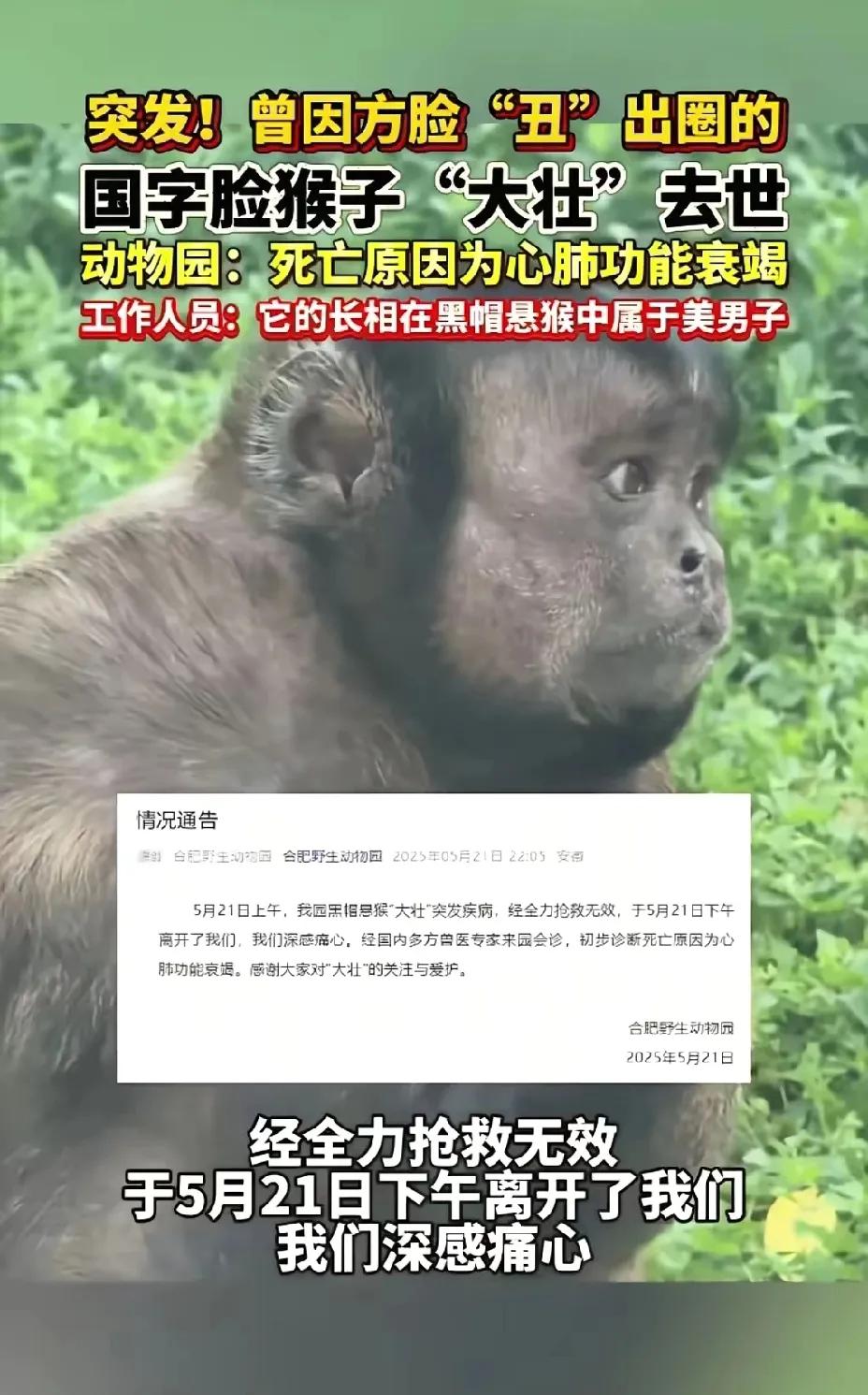 这下合肥文旅，又痛失了一波流量，网红丑猴去了天堂。在合肥的动物园中，园内发布