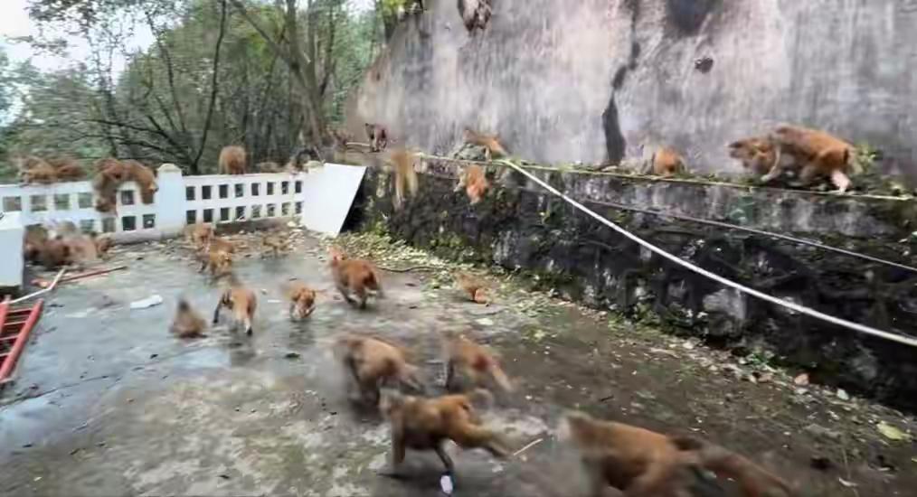 贵阳黔灵山猴群突然蜂拥下山这场突如其来的“猴山突袭”，瞬间点燃了网友们的热议。