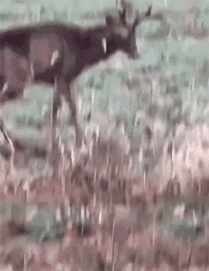 这鹿很有智商，因为它知道如何伪装，把自己扮演成受伤的样子，这是非常可怕的，通过伪