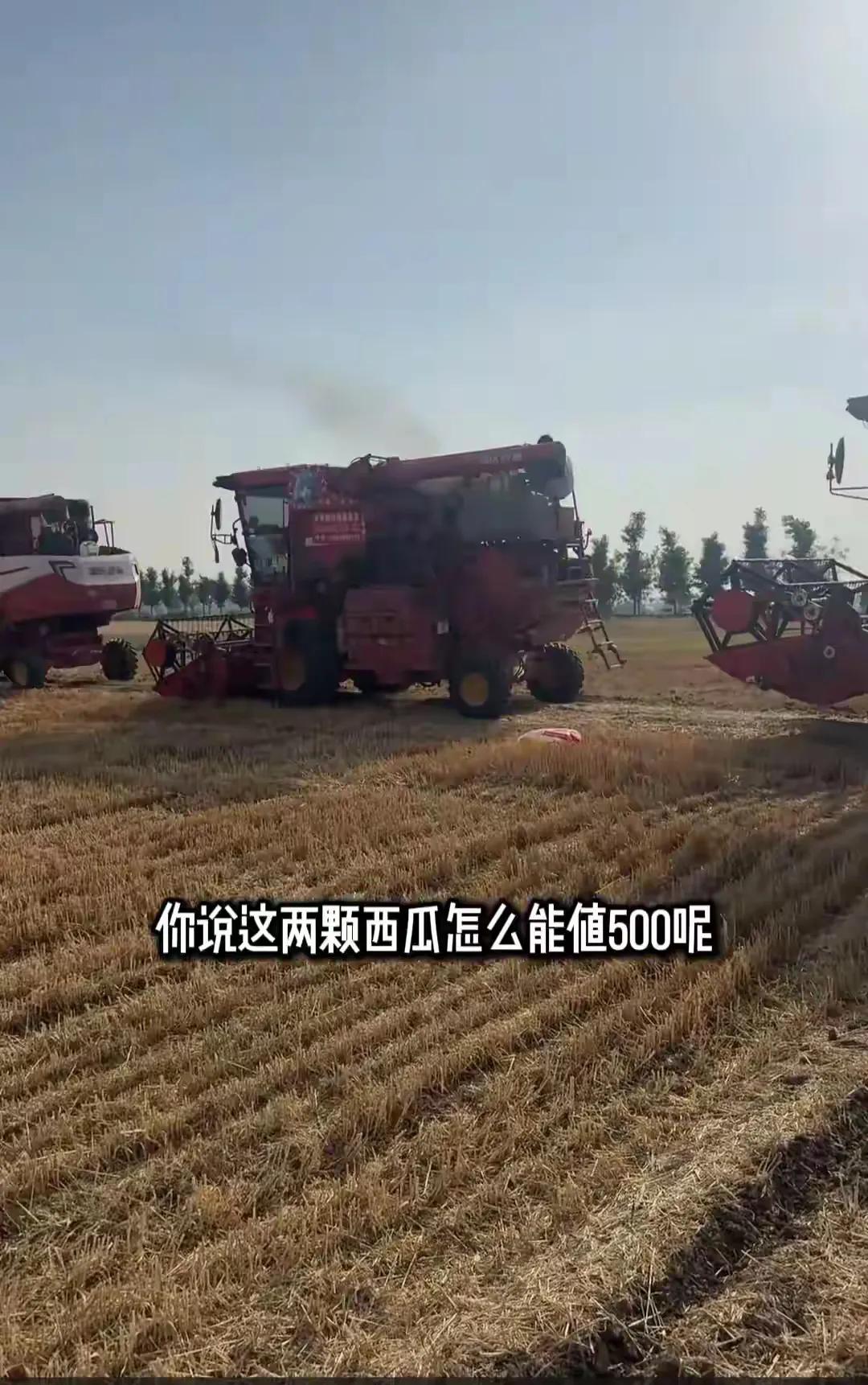 两颗西瓜苗索赔1200元，做人还是要善良一些。这事发生在安徽亳州，一外地来的收