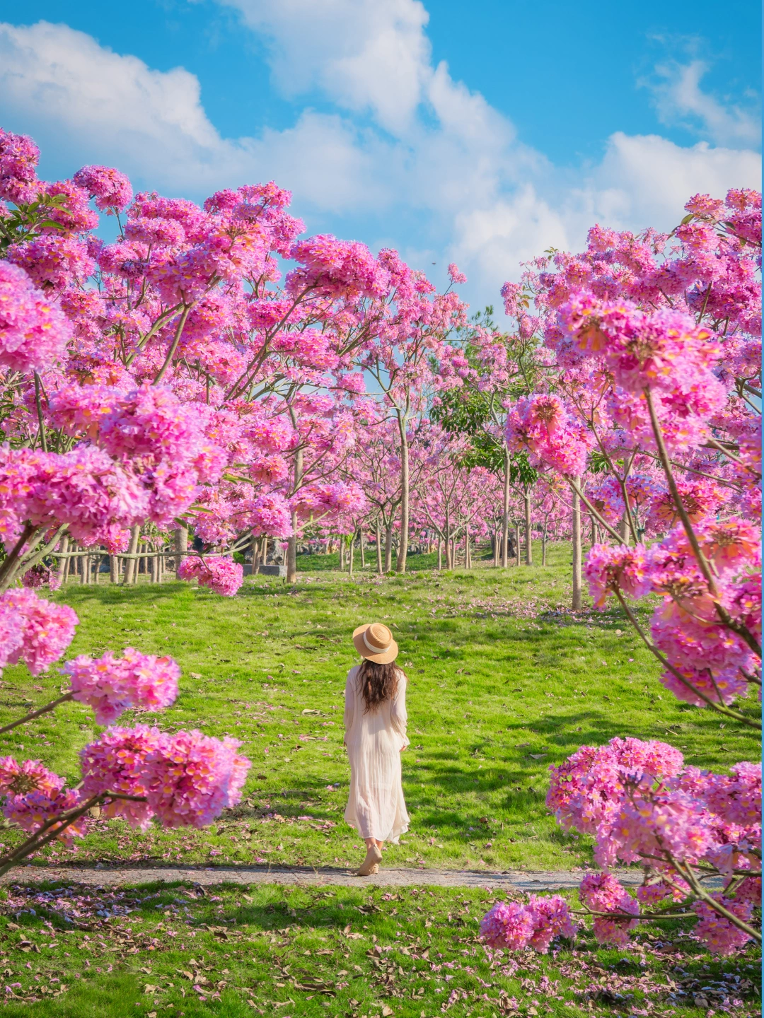 紫花风铃绽放我宣布全国最美的冬天在南宁