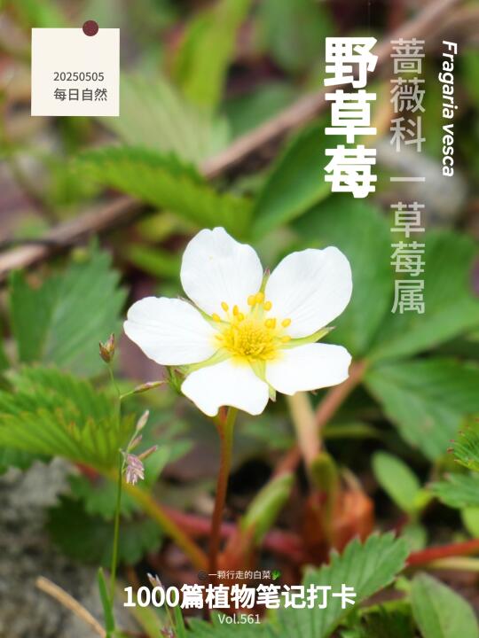 植物笔记561｜墨脱森林下的野草莓开花了