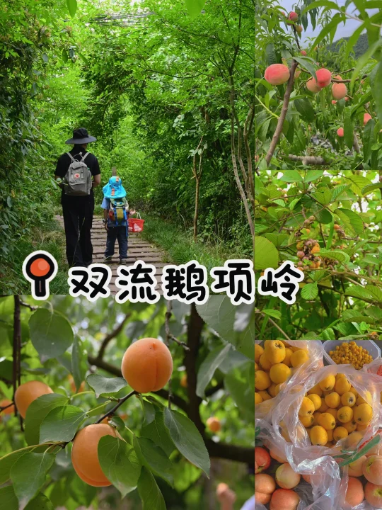 值得N刷‼️公交直达的徒步地实现水果自由😎