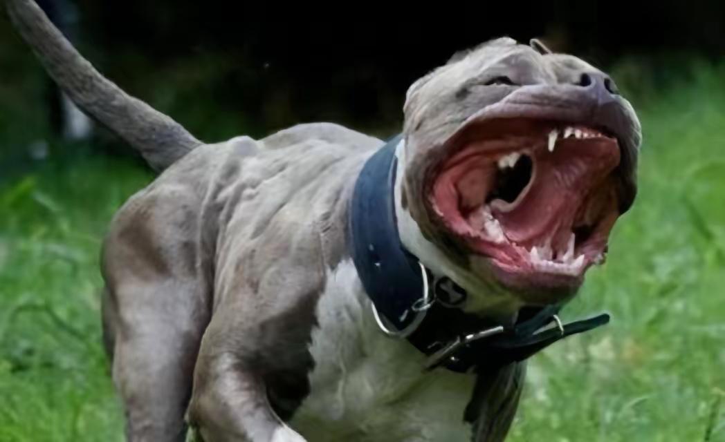 狗的哪个部位最脆弱？老养犬人揭秘实用自保招，关键时刻能救命狗的哪个部位最脆