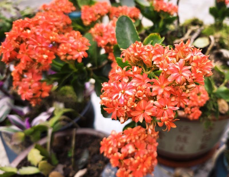 我超爱种长寿花，家里养了好几种。像非洲红宝石，经典大红色重瓣，枝条壮实，花又大又