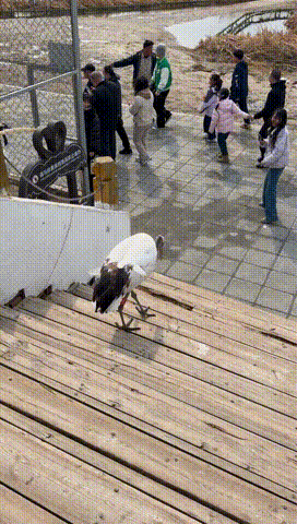 丹顶鹤下楼梯！