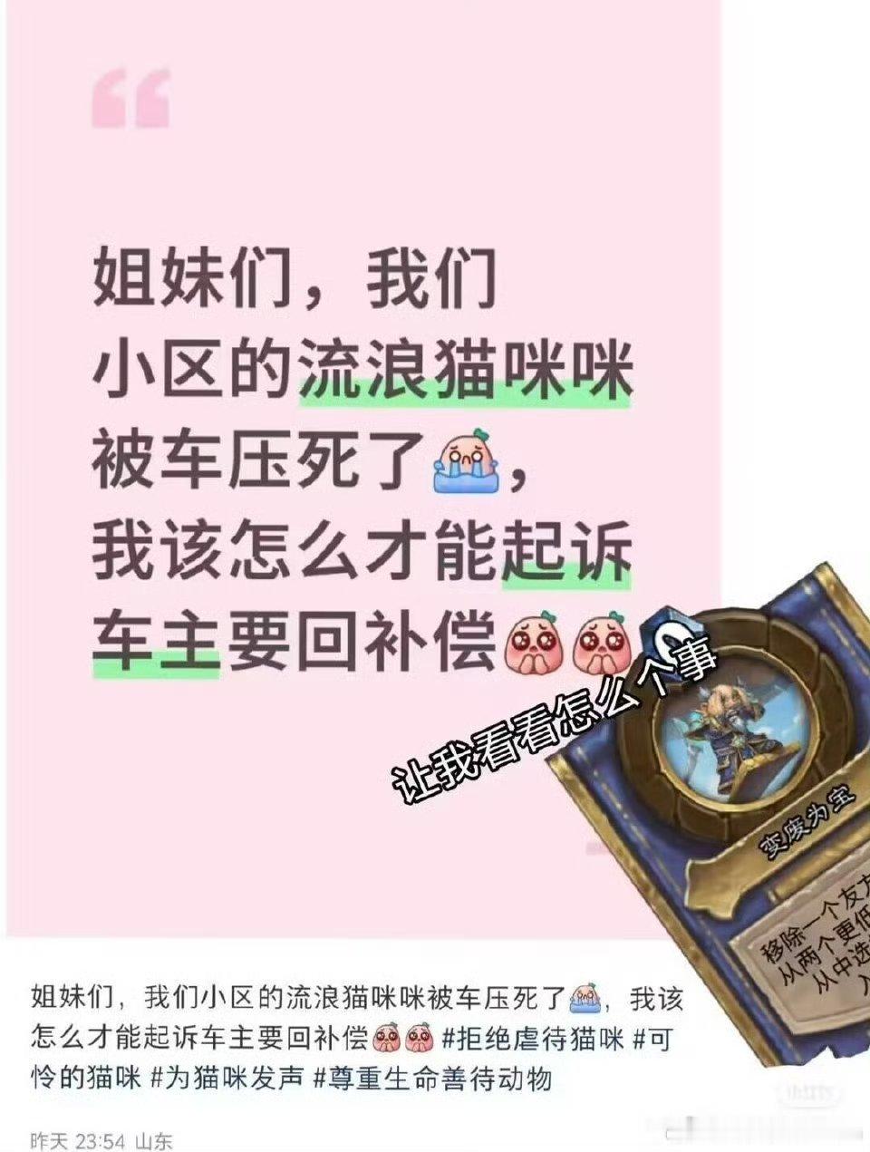 网友小区里的流浪猫被汽车撞了
