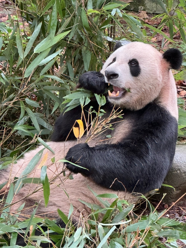 西安输给成都，根本不是因为兵马俑！这3个隐形短板太致命