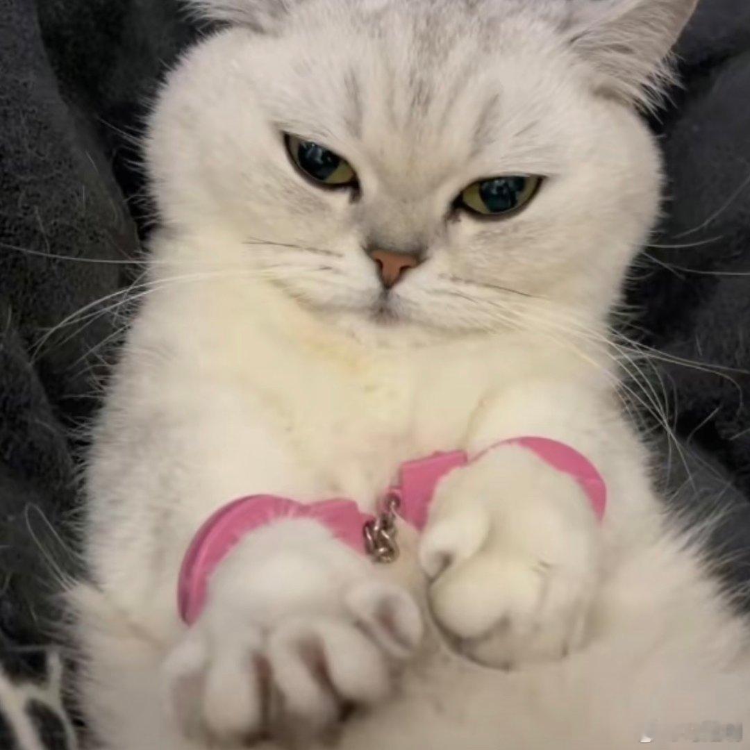 可怜的猫咪。快过年了，猫咪最好待笼子里，别影响大家的心情。