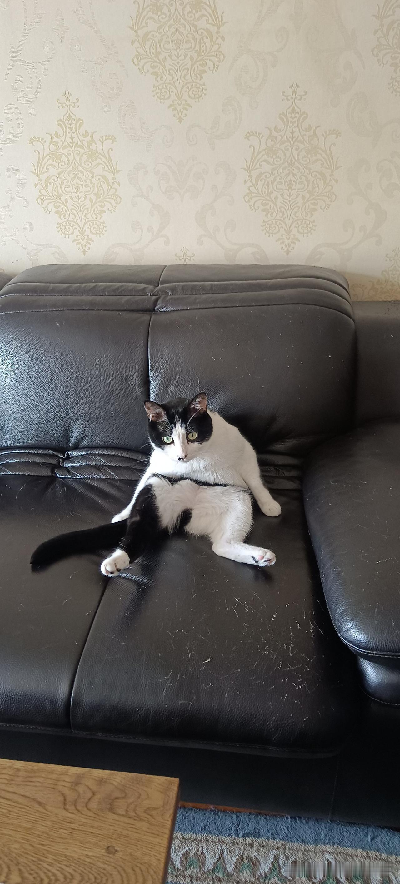 做梦也没想到，最长情的陪伴竟然是我捡的流浪猫。当年女儿高考完，为了奖励她这么多