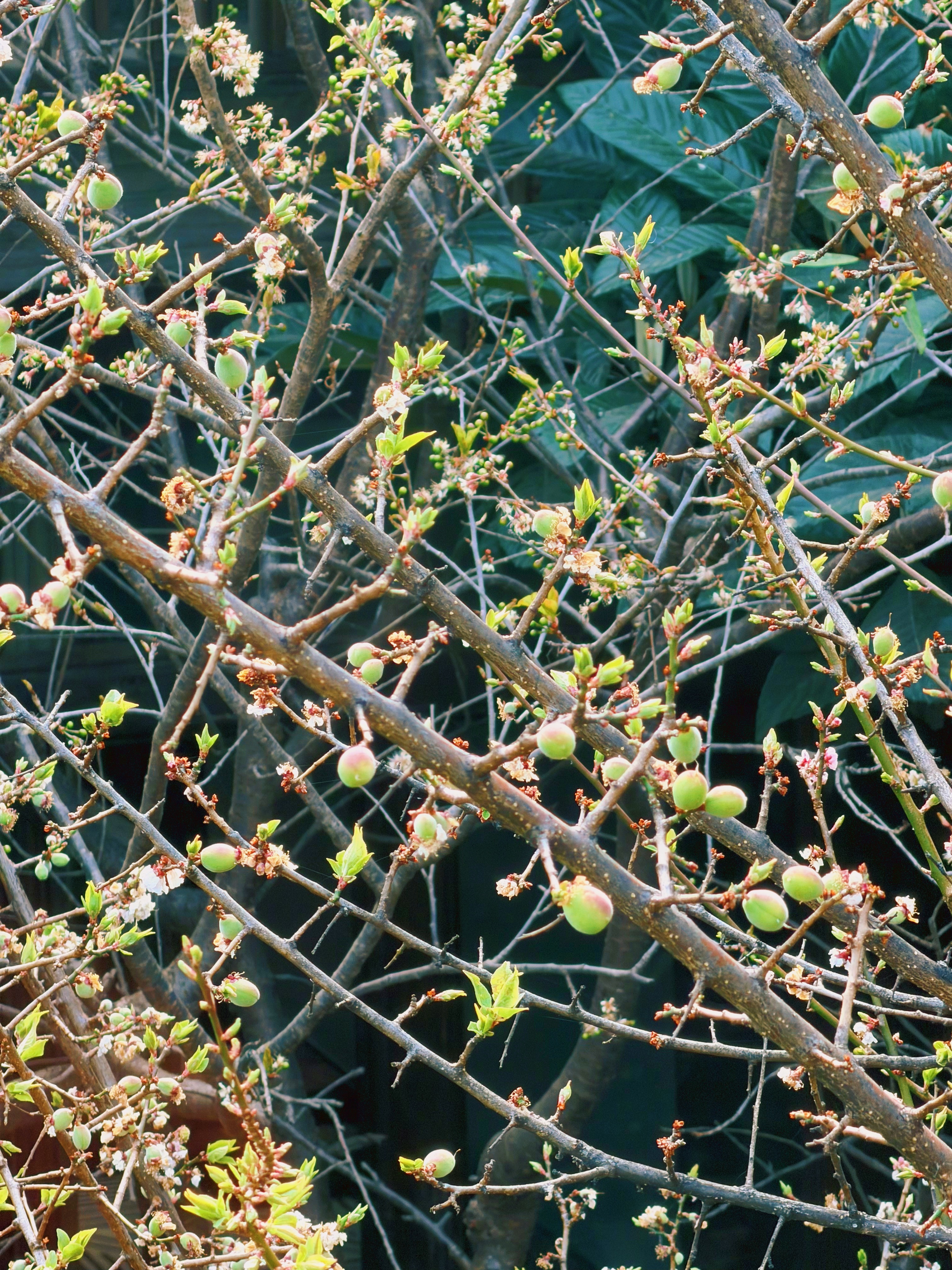窗外已经凋谢的花儿们正在逐渐变成一个个的果子。突然就重新理解了“凋谢”这个词，原