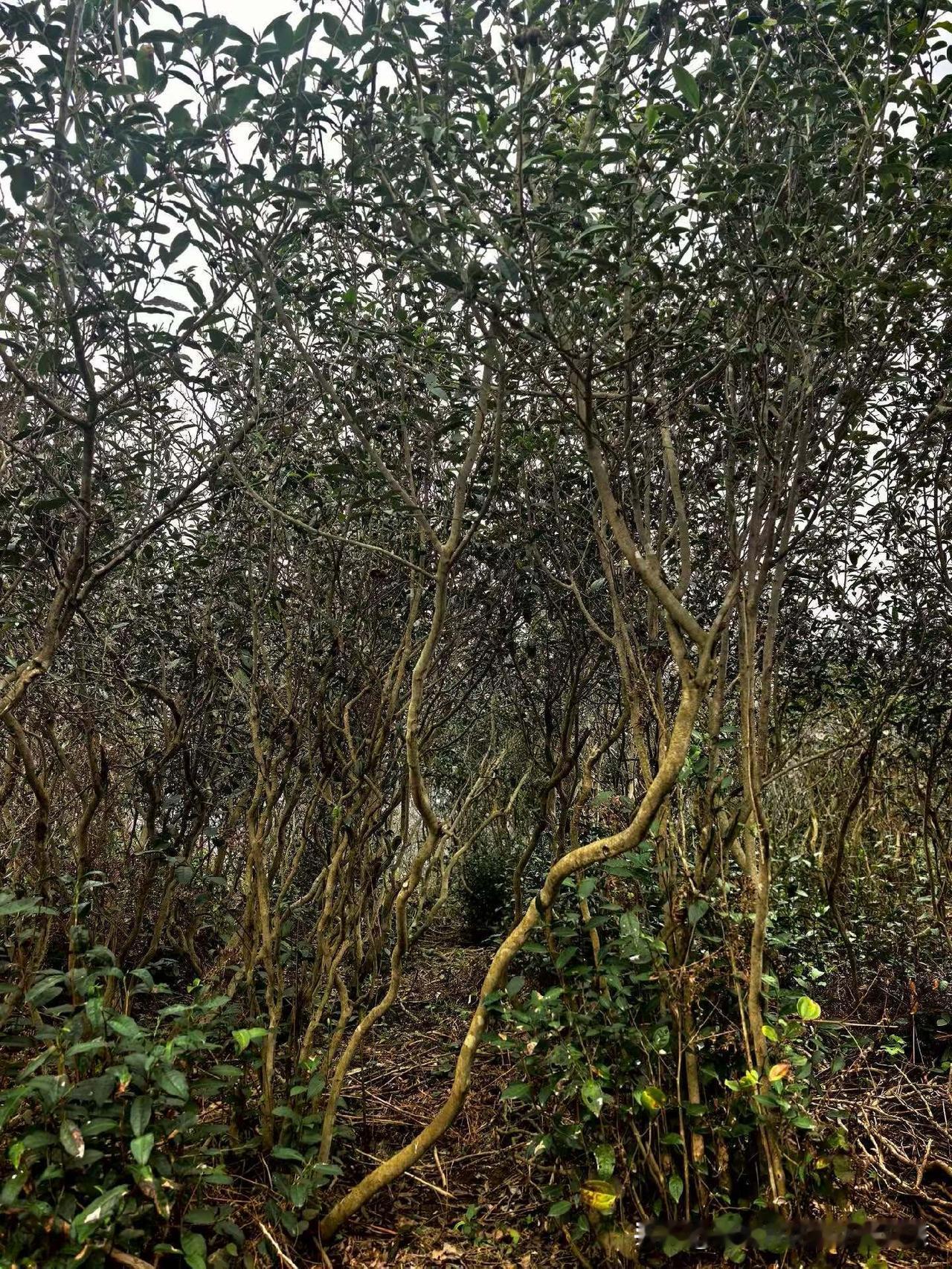 我是相当喜欢福鼎白茶，一年四季，基本每天都品饮白茶。白琳工夫红茶常喝有点上火